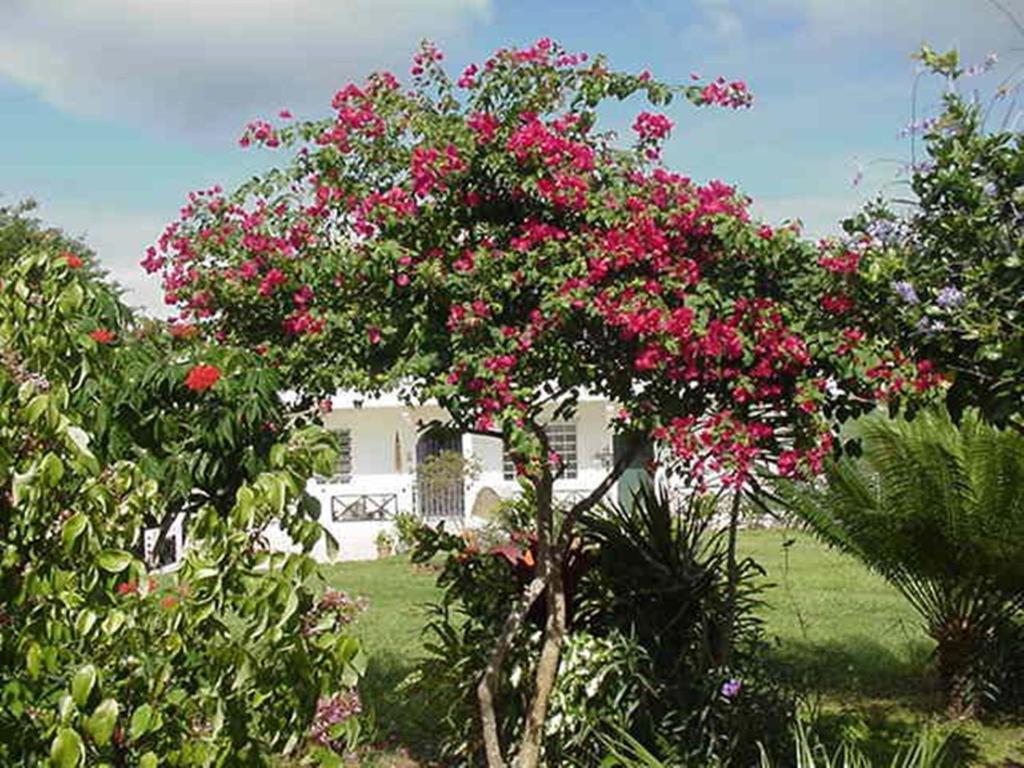 Great Escape And Breakfast Inn Vieques Zewnętrze zdjęcie
